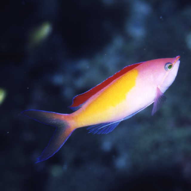 Pseudanthias dispar